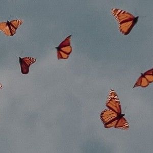 Meet your Posher, Norah